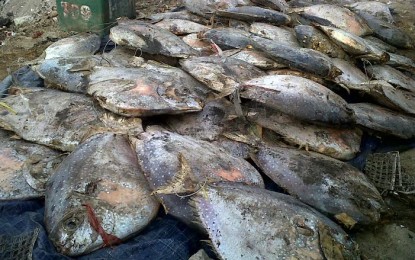 5 Ton Ikan Berformalin Dimusnahkan
