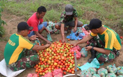 Personel Satgas Pamtas RI-PNG Yonif 411 Kostrad Bantu Panen Tomat di Kampung Sota